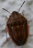 Neottiglossa leporina